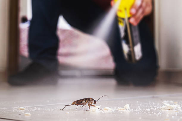 Best Spider Control Near Me  in Monticello, UT